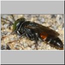 Tachysphex sp - Grabwespe m01c 7mm Sandgrube Niedringhaussee.jpg